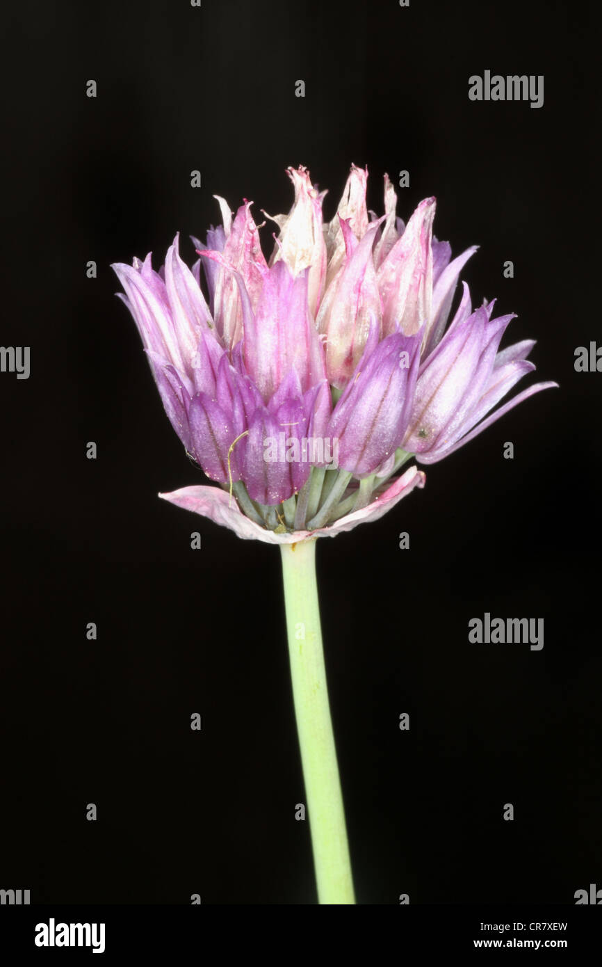 Chive flower against black background Stock Photo
