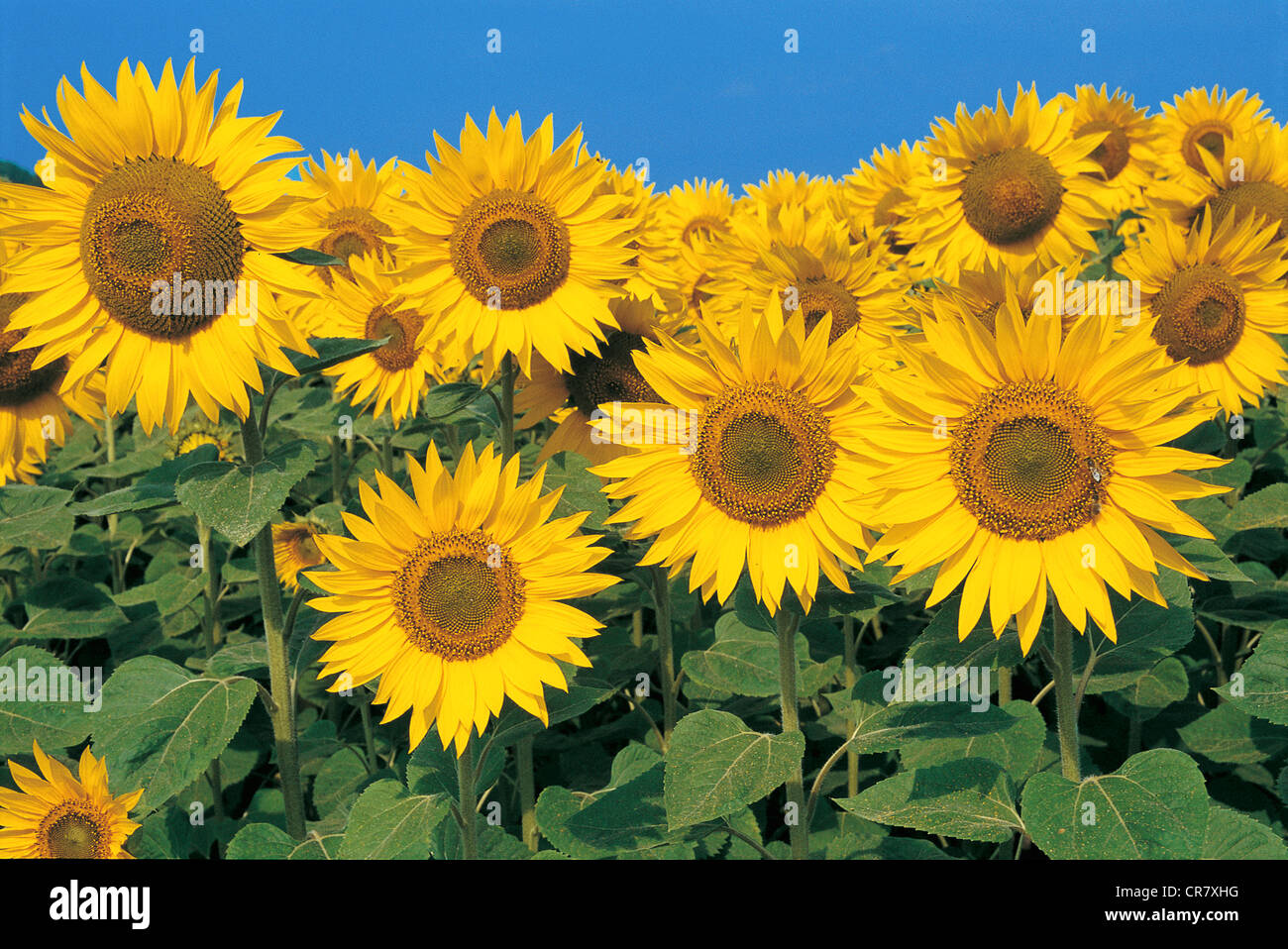 France, Tarn, sunflower, Helianthus annuus Stock Photo