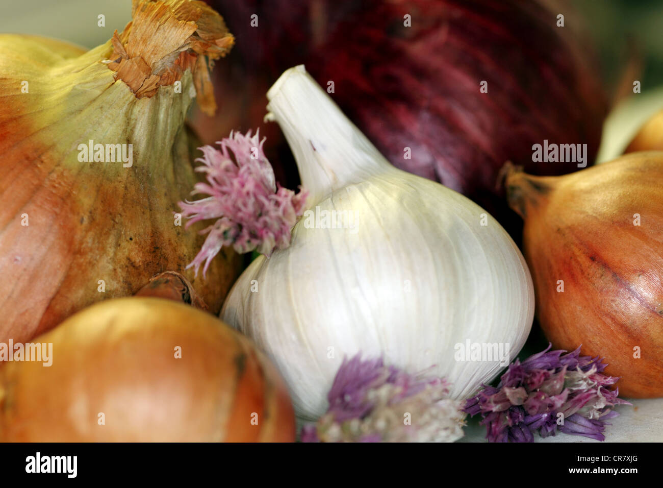 Allium assortment Stock Photo