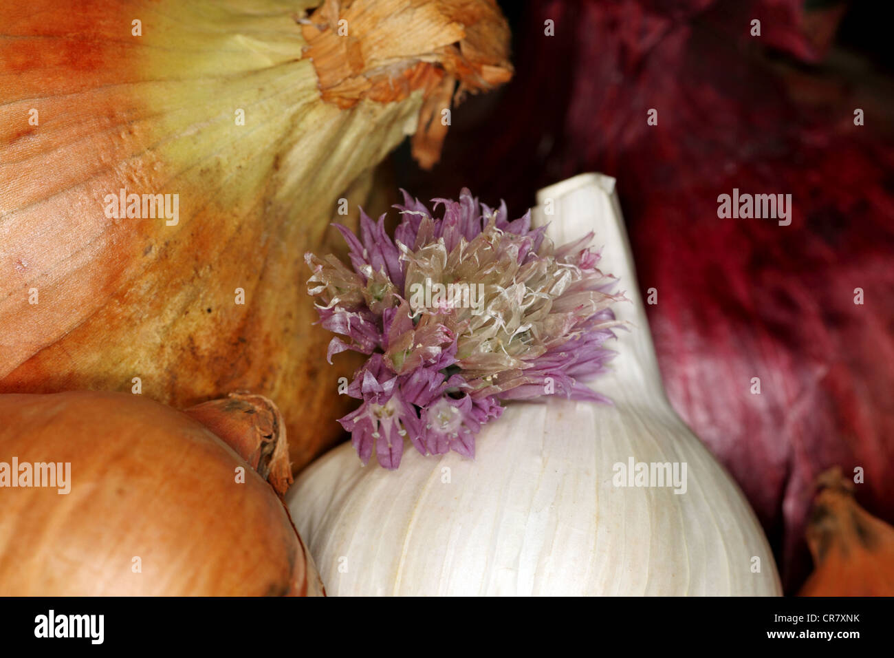 Allium assortment Stock Photo