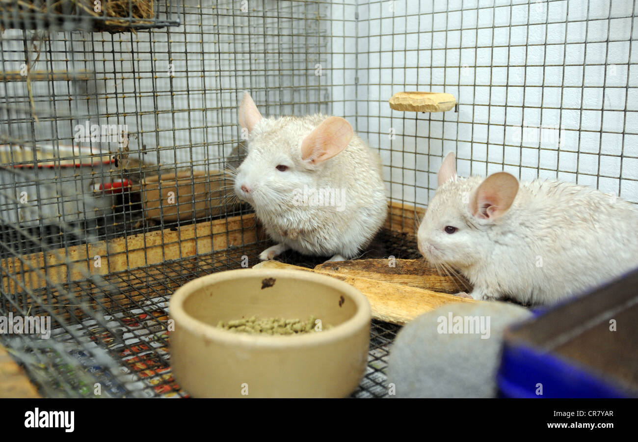 Chinchillas in a cage at a animal rescue centre in Sussex Stock Photo