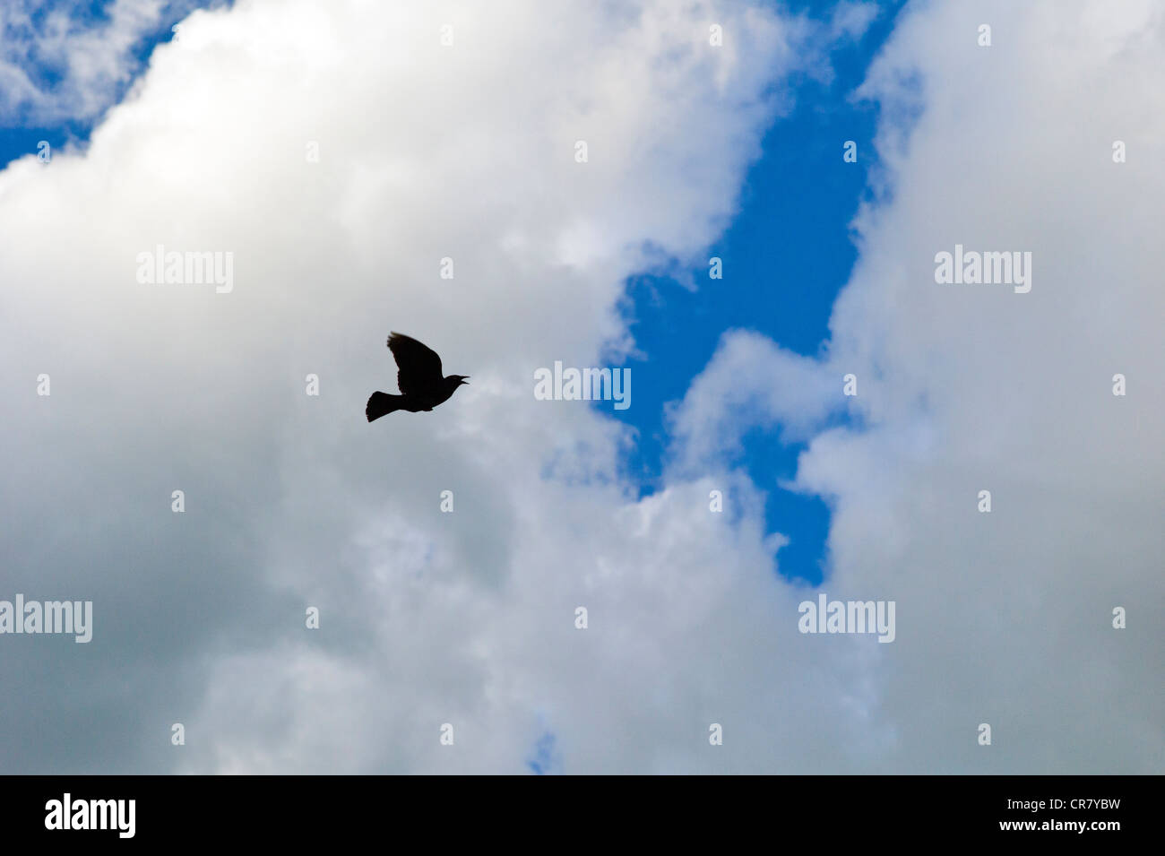 Blackbird in flight against puffy white clouds and a clear blue sky Stock Photo