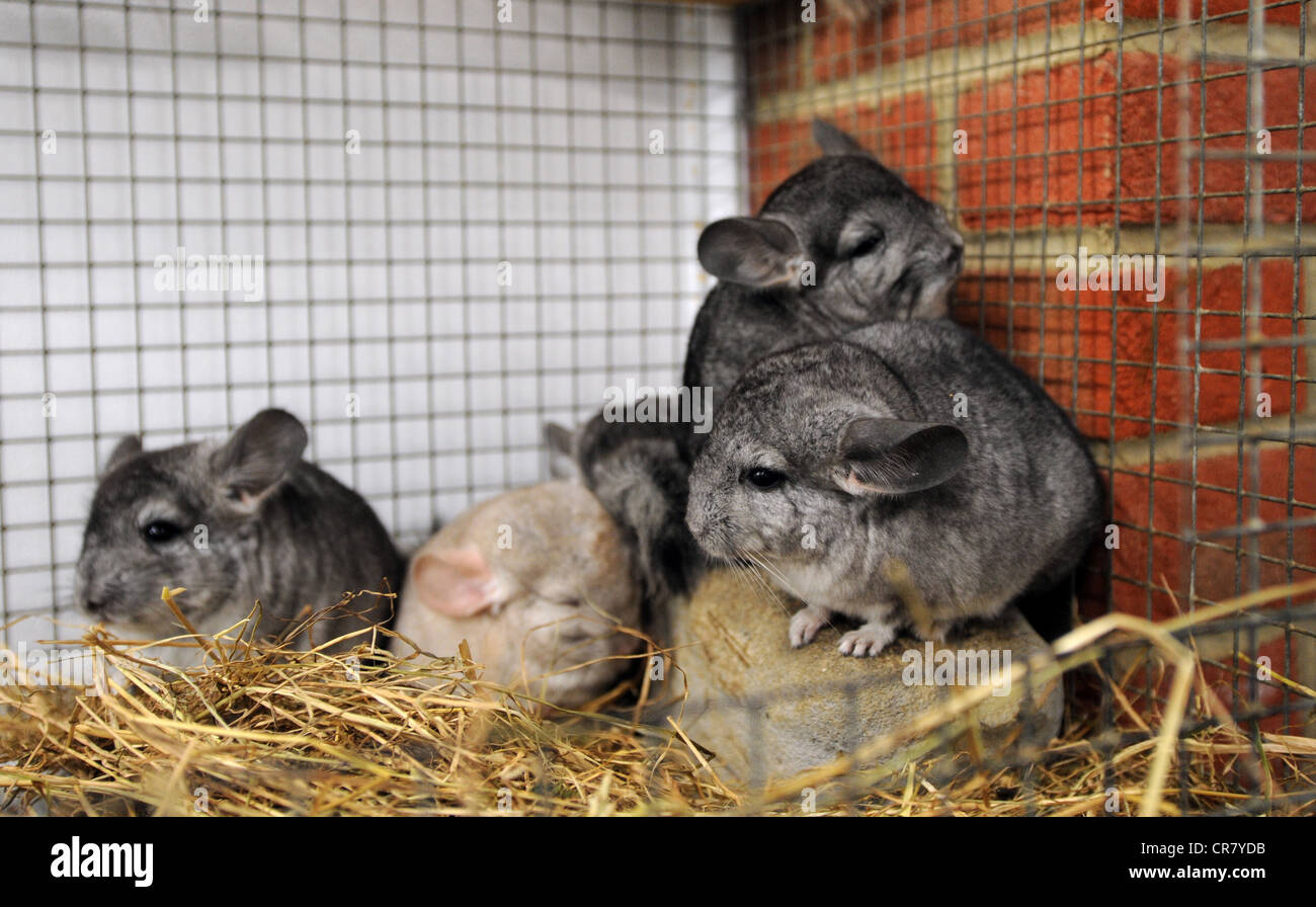 Chinchillas in a cage at a animal rescue centre in Sussex Stock Photo