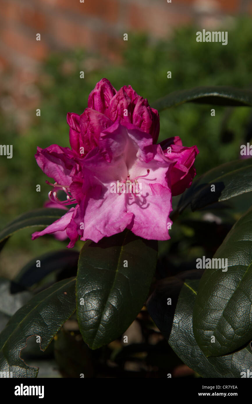 Rhododendron blurettia hi-res stock photography and images - Alamy