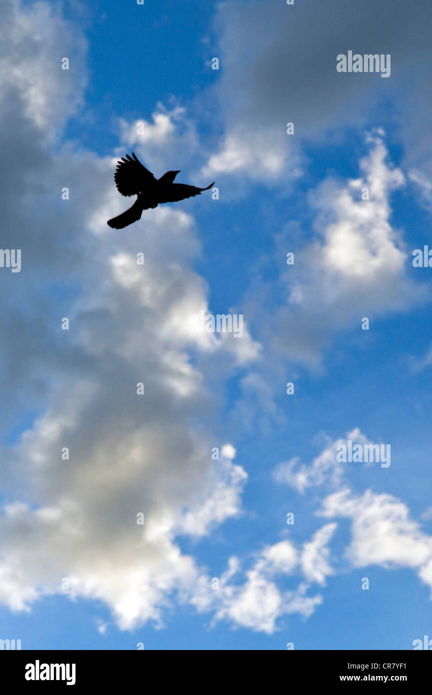 Blackbird in flight against puffy white clouds and a clear blue sky Stock Photo