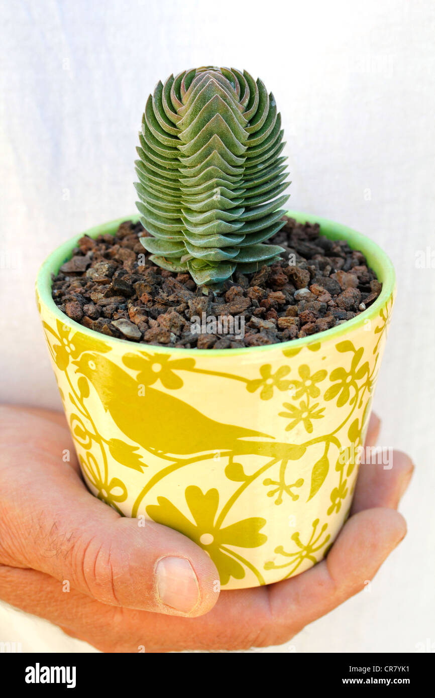 Unusual plant pots hi-res stock photography and images - Alamy