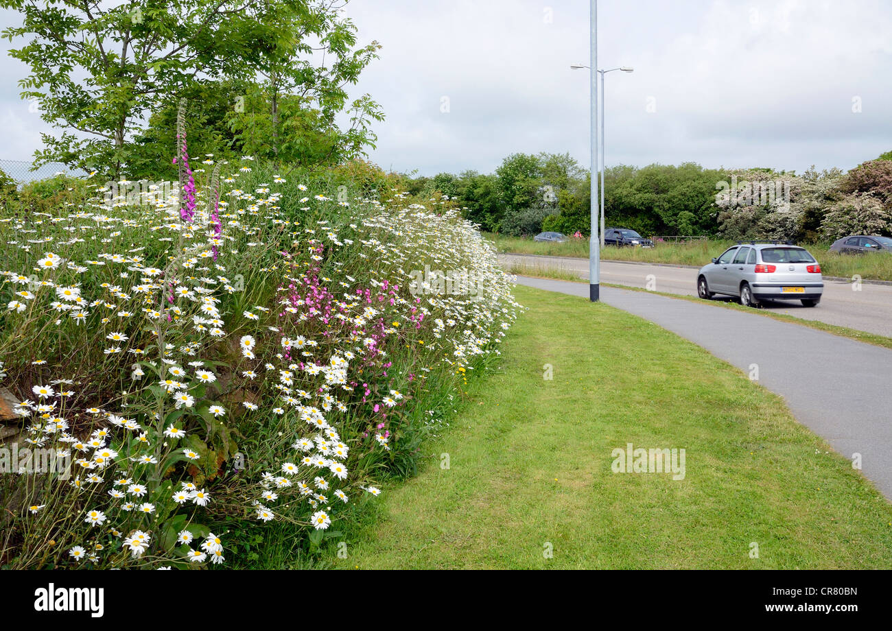 Wild flowers growing by the roadside near Truro, in Cornwall, UK Stock