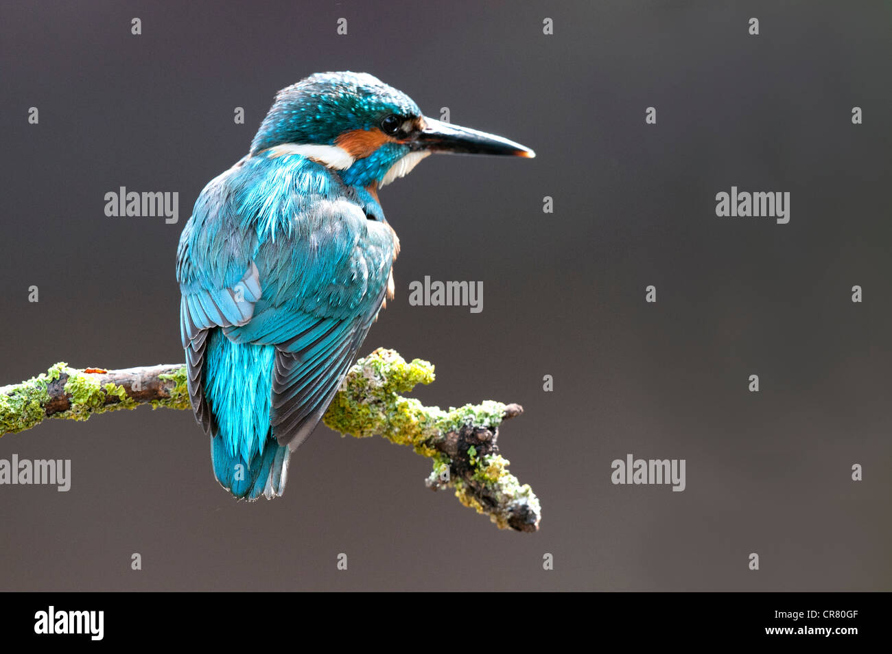 male kingfisher sitting on a stick looking right Stock Photo