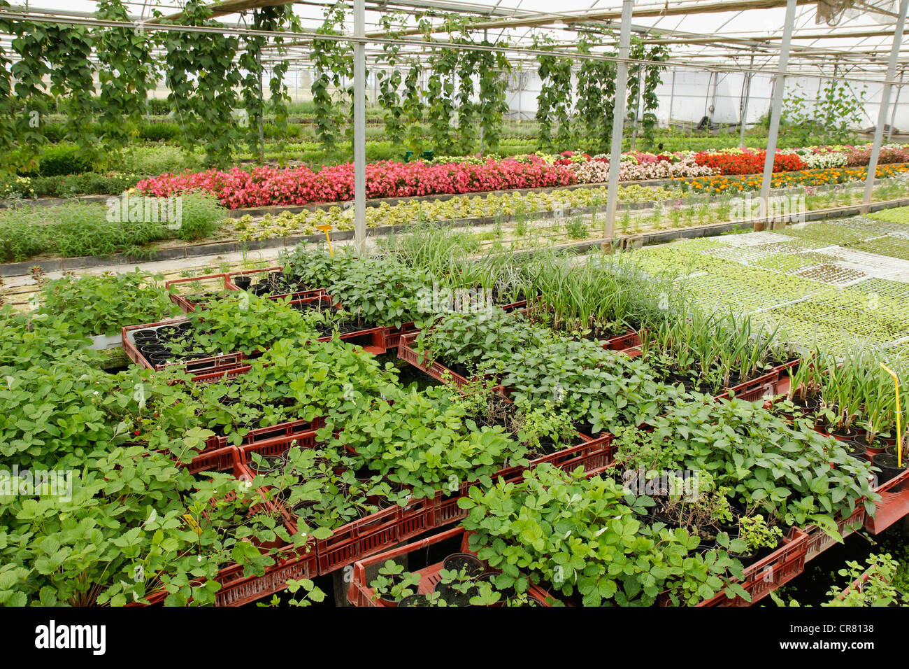 Production of medicinal plants in a greenhouse, Balaguer, Lleida, Catalonia, Spain Stock Photo