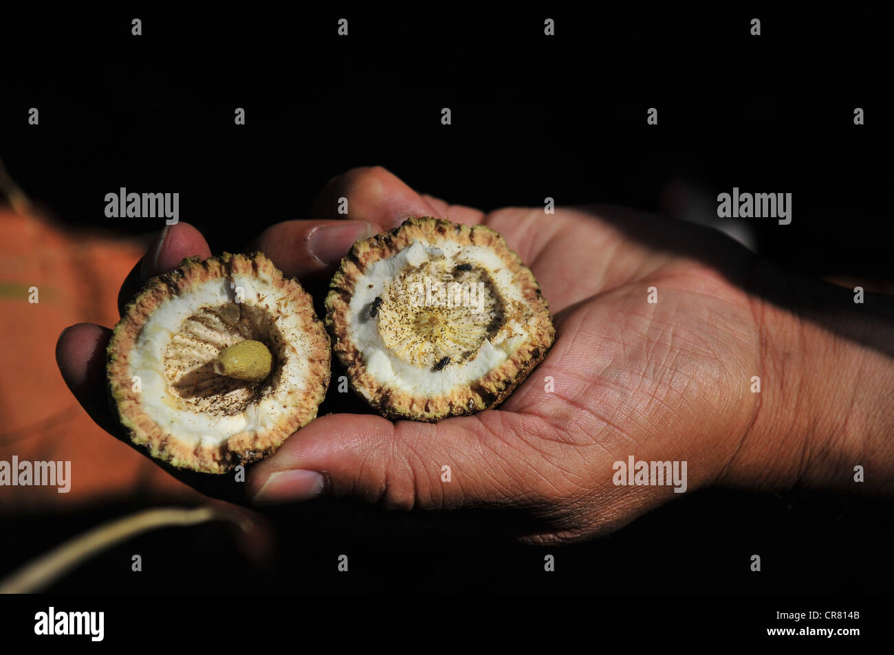 Australia, Northern Territory, coco bush fruits in Watarrka National