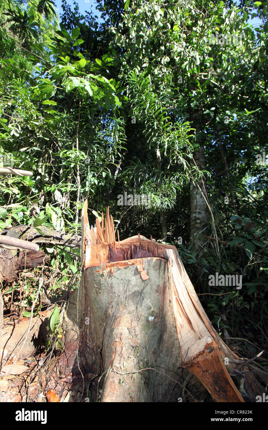 Deforestation, stump of a felled tree in a log clearing area, Papua New Guinea Stock Photo