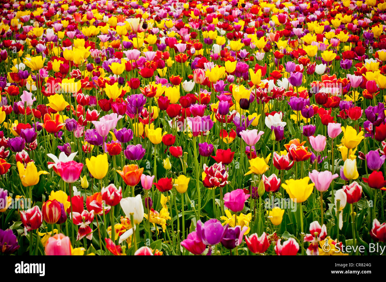 Spring tulip flowers in bloom at the Wooden Shoe Tulip Farm in Woodburn, Oregon Stock Photo