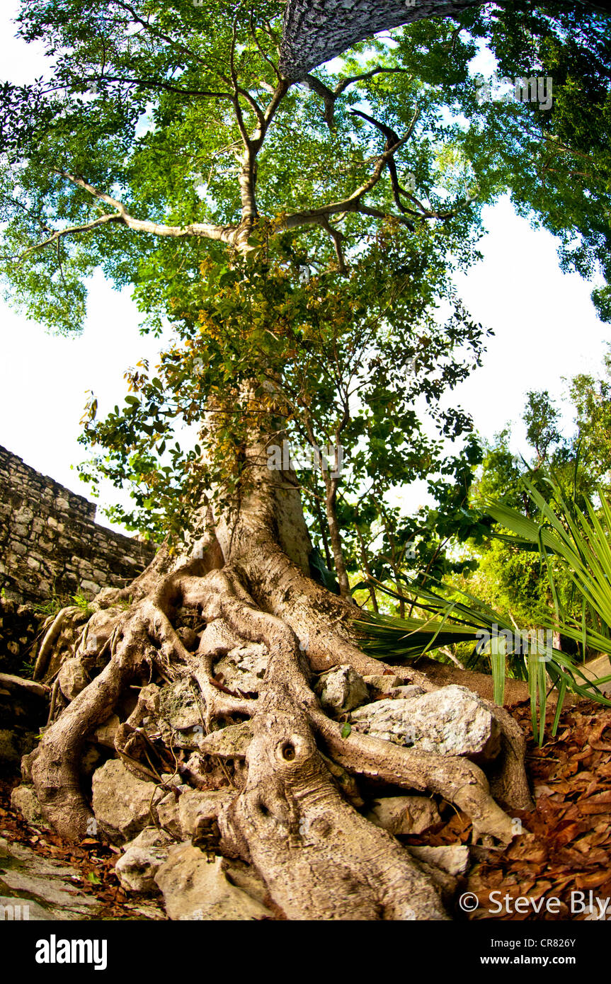 Roots of a ceiba tree begin to grow over the Maya ruins of Coba on the Riviera Maya, Yucatan Penisula, Quintana Roo Mexico. Stock Photo