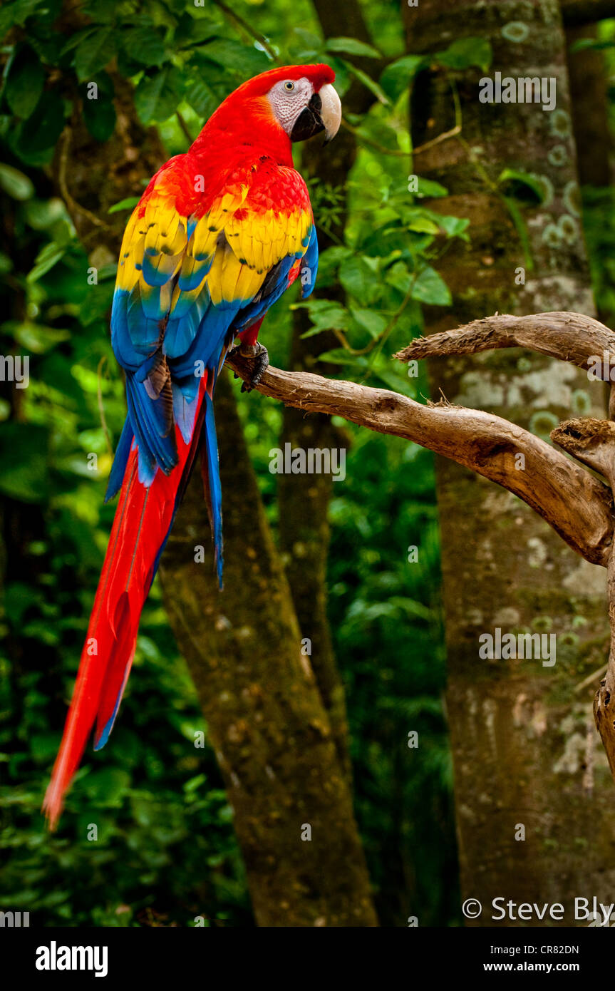 Macaw Roo The beautiful Scarlet Macaw is stunning amongst a lush tropical forest ...