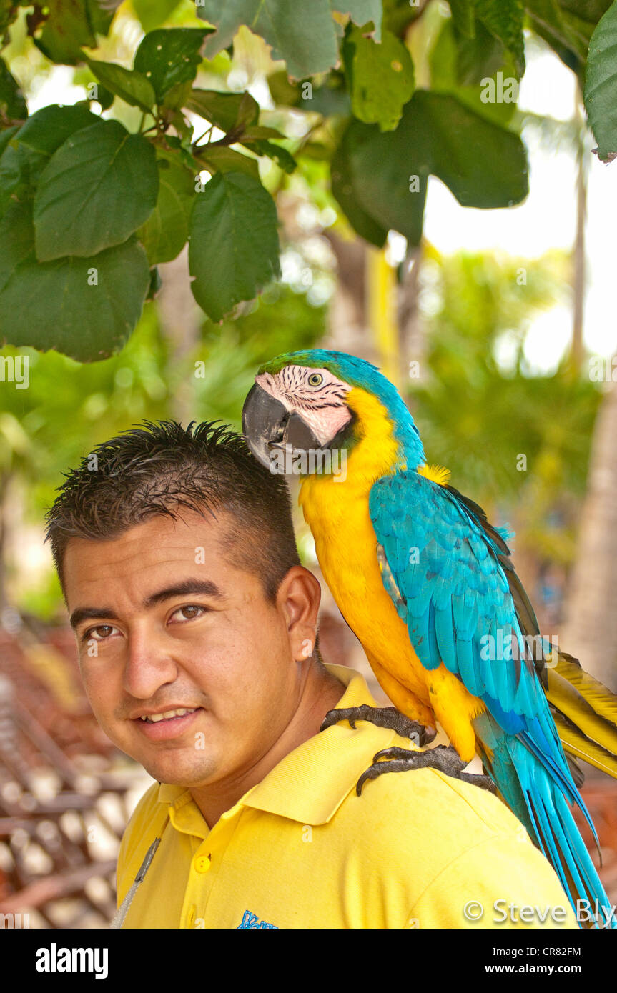 Bird Handler with a Blue and Gold Macaw (Ara ararauna) Riviera Maya, Quintana Roo, Mexico Stock Photo