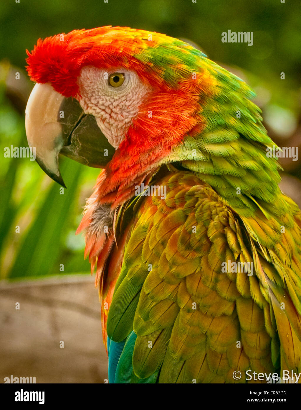 Close up of the majestic Verde Macaw in the lush forest of Riviera Maya,  Yucatan Penisula, Quintana Roo, Mexico Stock Photo - Alamy