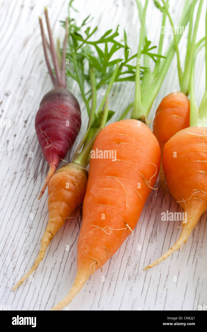 Organic Heirloom Carrots of Assorted Colors Stock Photo