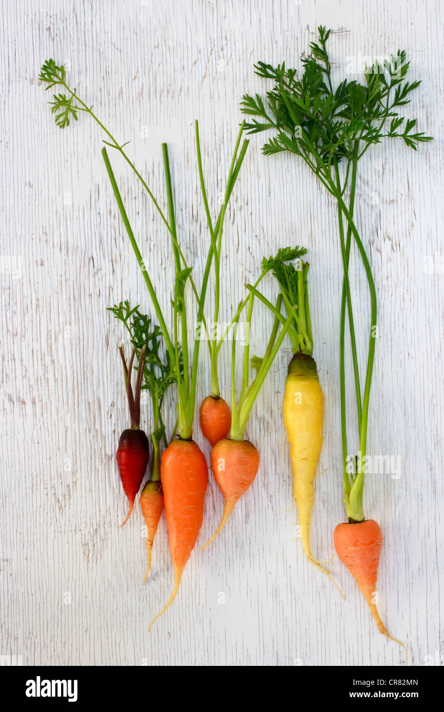 Organic Heirloom Carrots of Assorted Colors Stock Photo