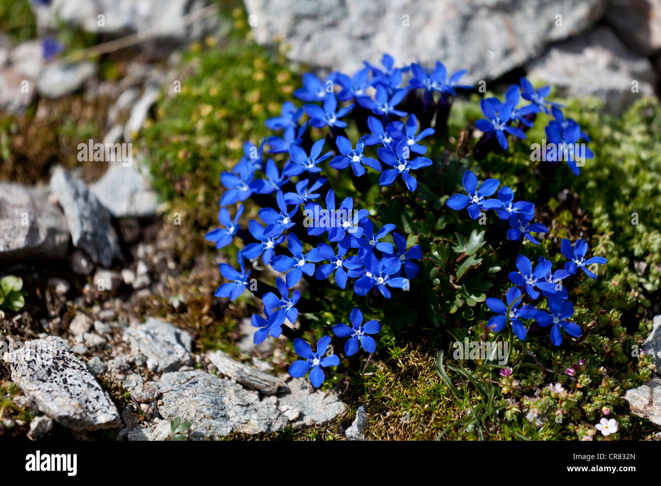 Spring Gentian (Gentiana verna), Livigno Range, Alps, Italy, Europe Stock Photo