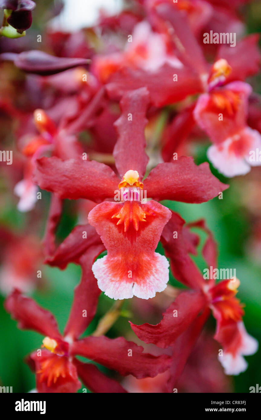 Aloha Sparks 'Pele's Glow,' orchids. Stock Photo