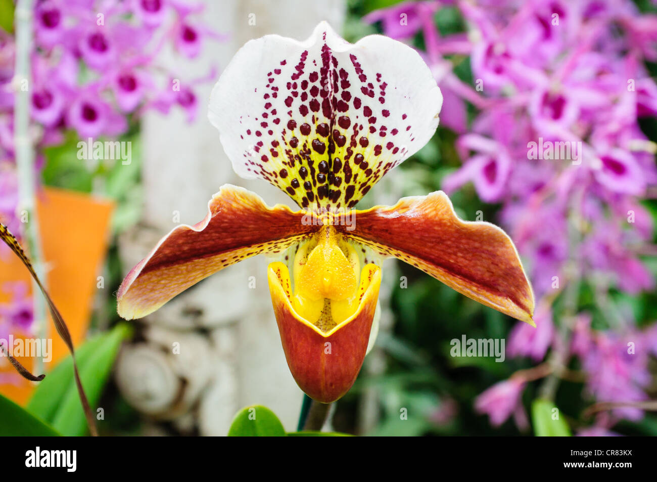 A Bulldog Slipper orchid (Paphiopedilum). Stock Photo