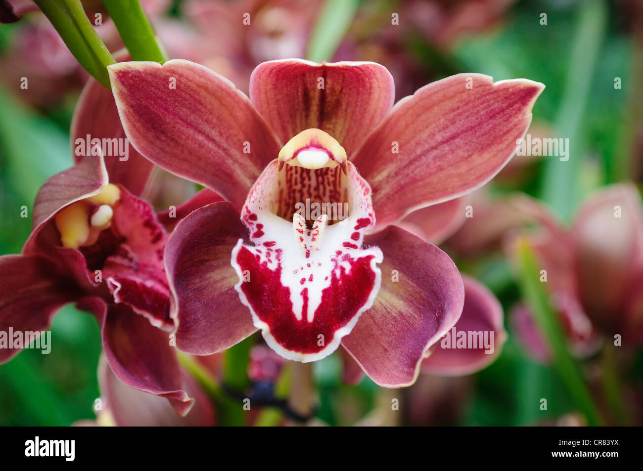 Asian Corsage Orchid, aka Lupe's Coffee orchid. Stock Photo