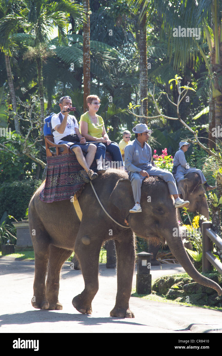 Elephant Safari Park - Bali - Indonesia Stock Photo