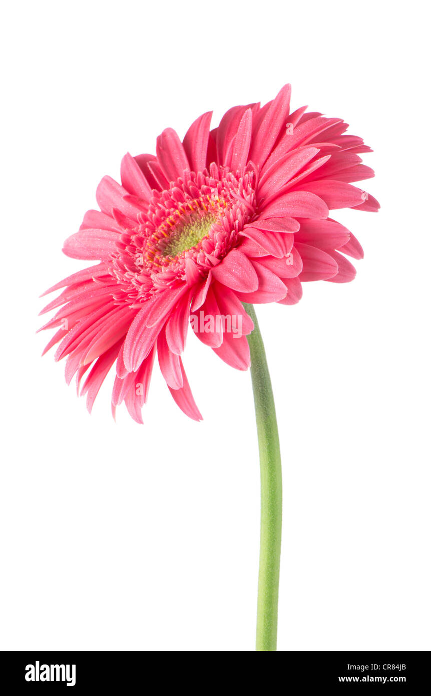 Pink gerbera daisy flower isolated on white background Stock Photo - Alamy