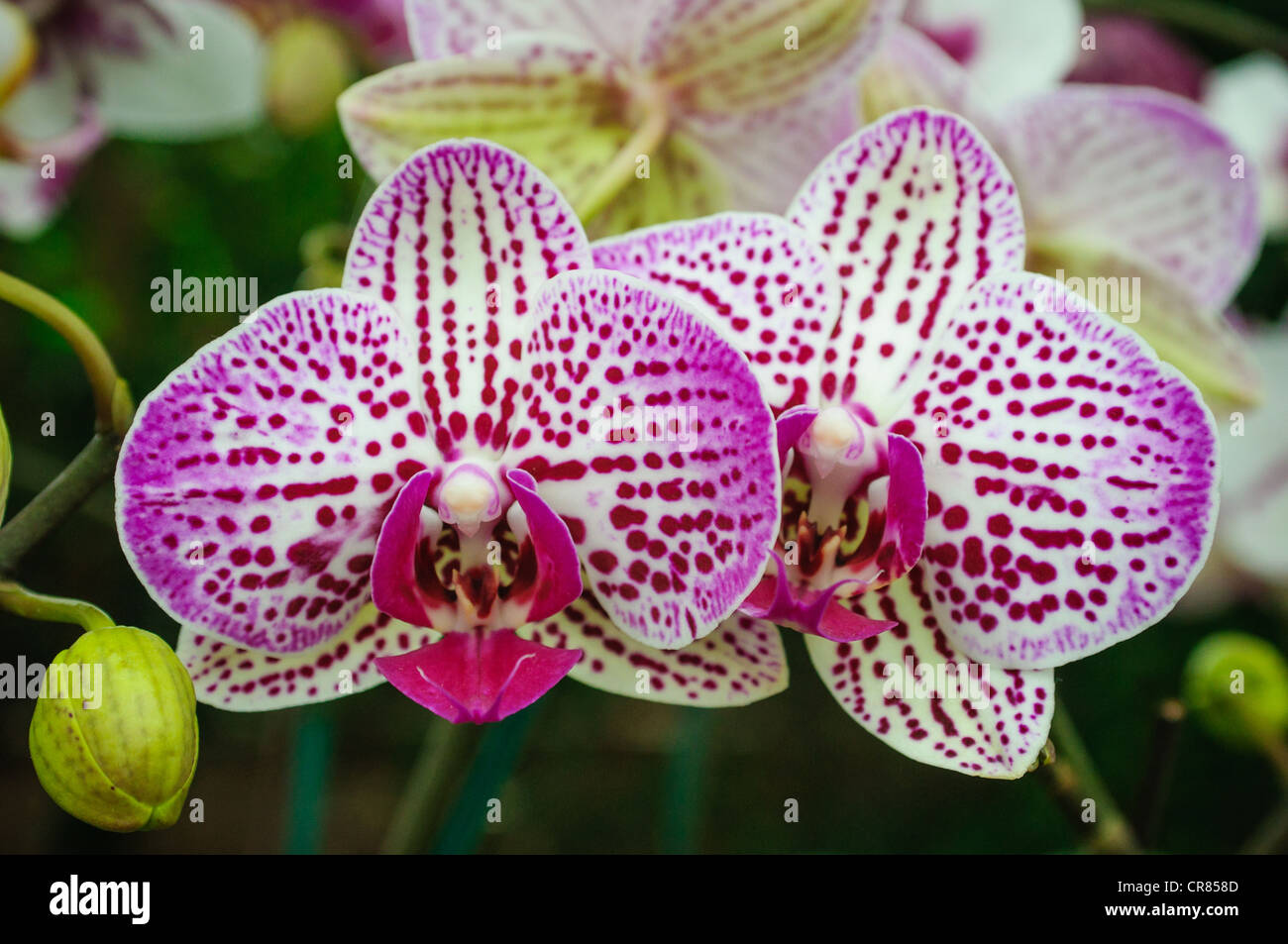 A pair of moth orchids, phalaenopsis hybrids Stock Photo