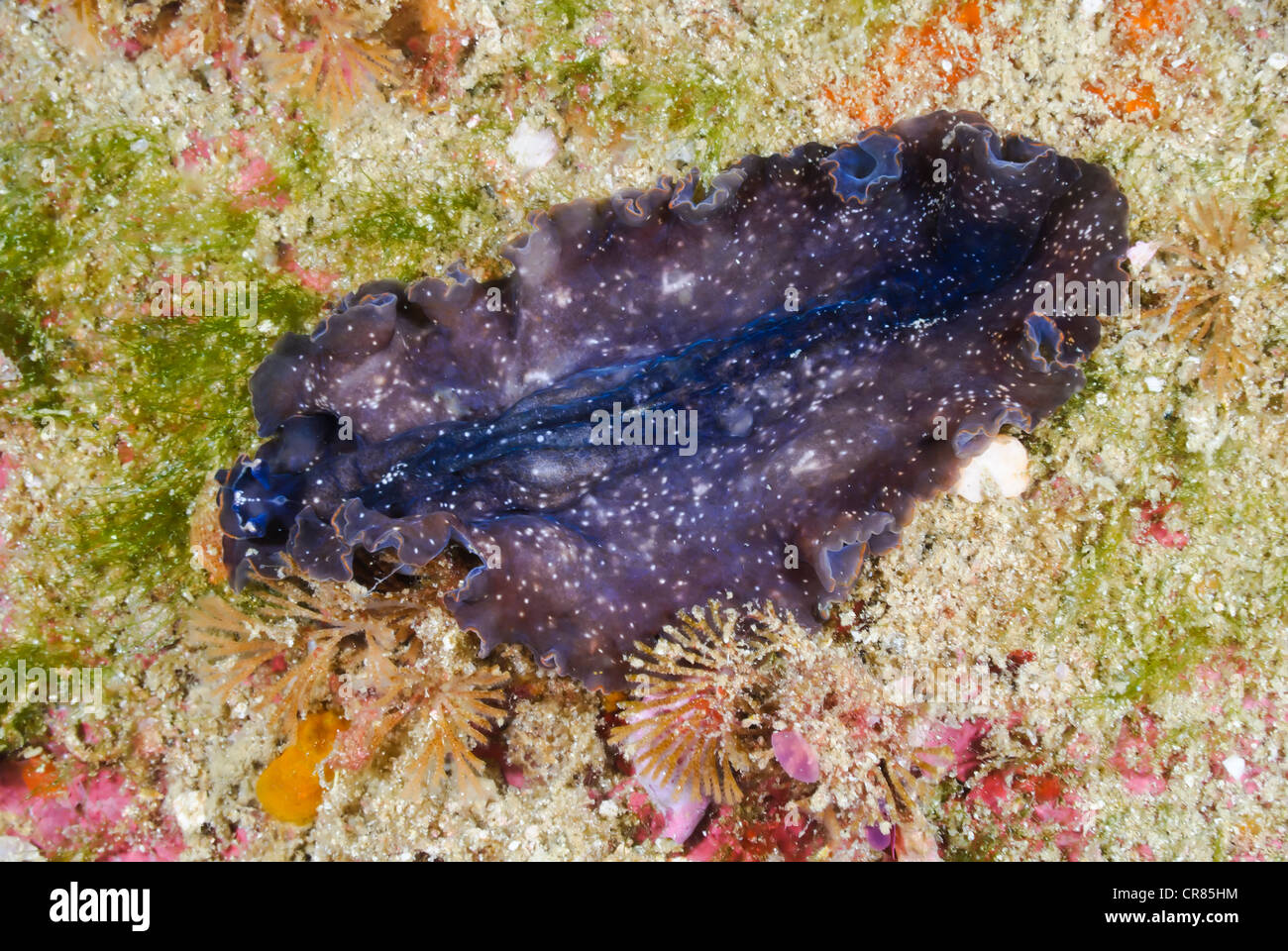 Marine flatworm, Pseudoceros sp., Sea of Cortez, Mexico, Pacific Stock Photo