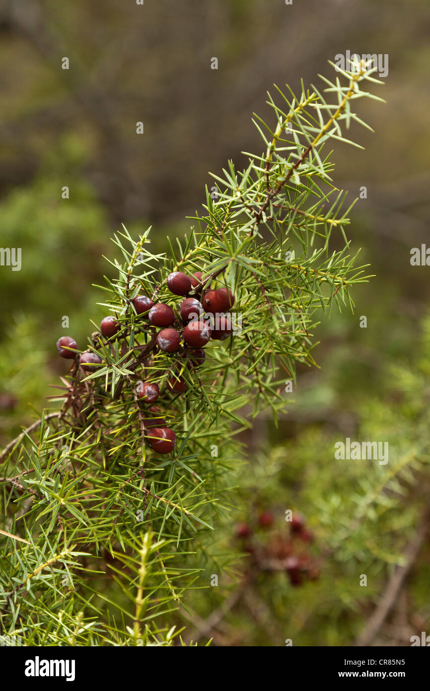 Wild Juniper berries (Juniperus) growing on bush, Montouliers, Herault