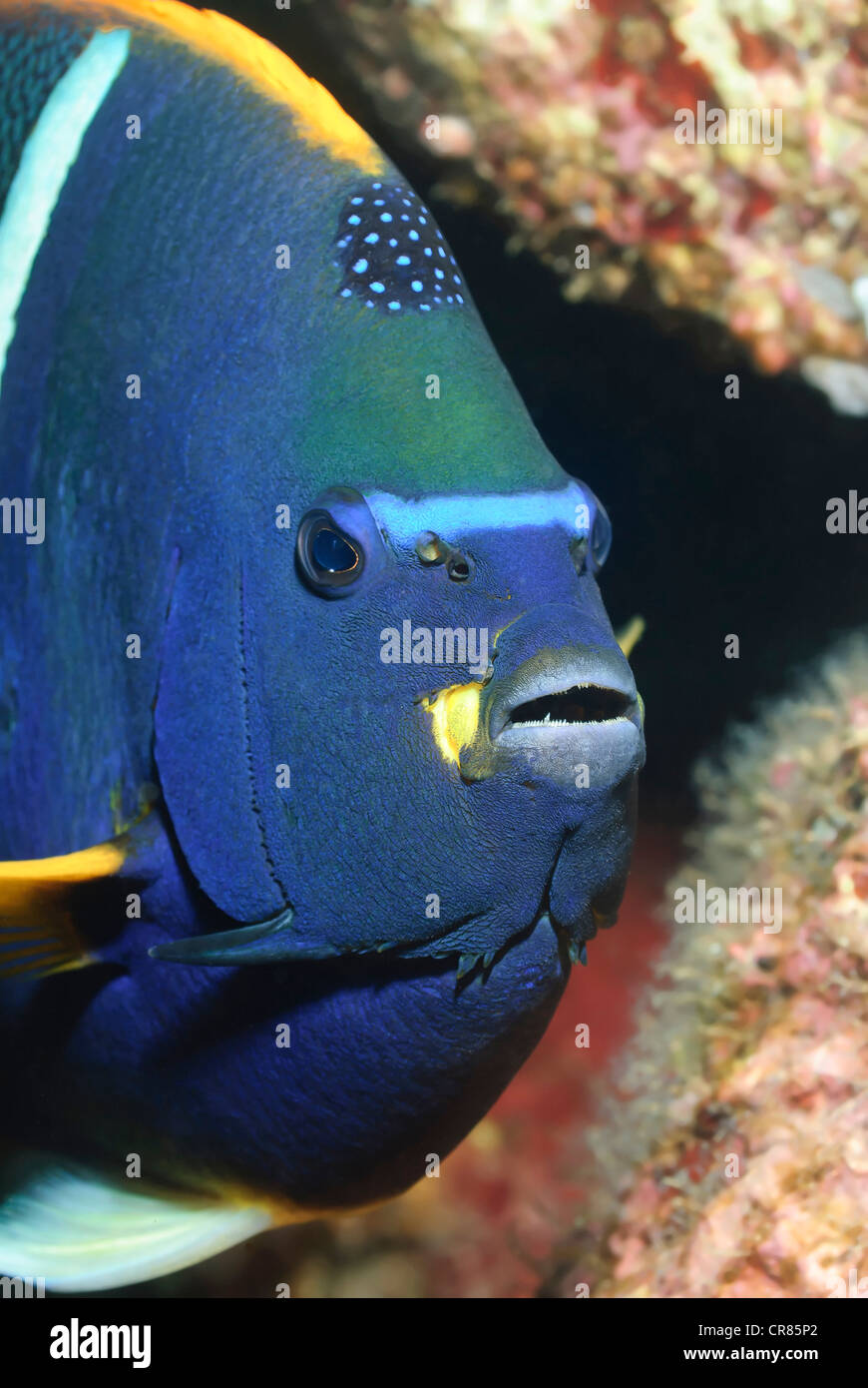 King Angelfish, Holacanthus passer, Sea of Cortez, Mexico, Pacific Stock Photo