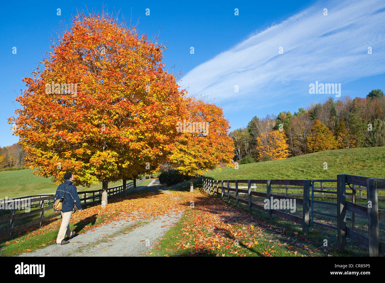 United States, New England, Vermont, countryside around Woodstock, hike on pathway, trees in autumn colours Stock Photo