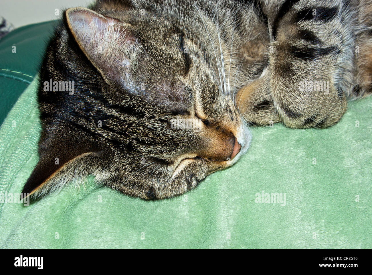 Shorthair domestic tabby cat sleeping sofa blanket Stock Photo