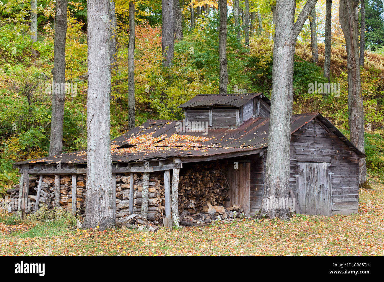 United States, New England, Vermont, region of Plymouth, old wooden barn in the forest and wood reserve Stock Photo