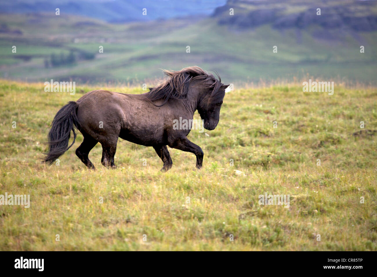 Iceland horse, Iceland, Europe Stock Photo
