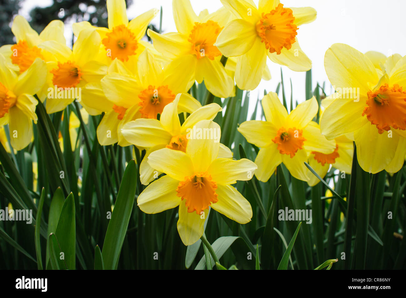Large cupped daffodils, aka Narcissus 'Fortissimo' flowers. Stock Photo