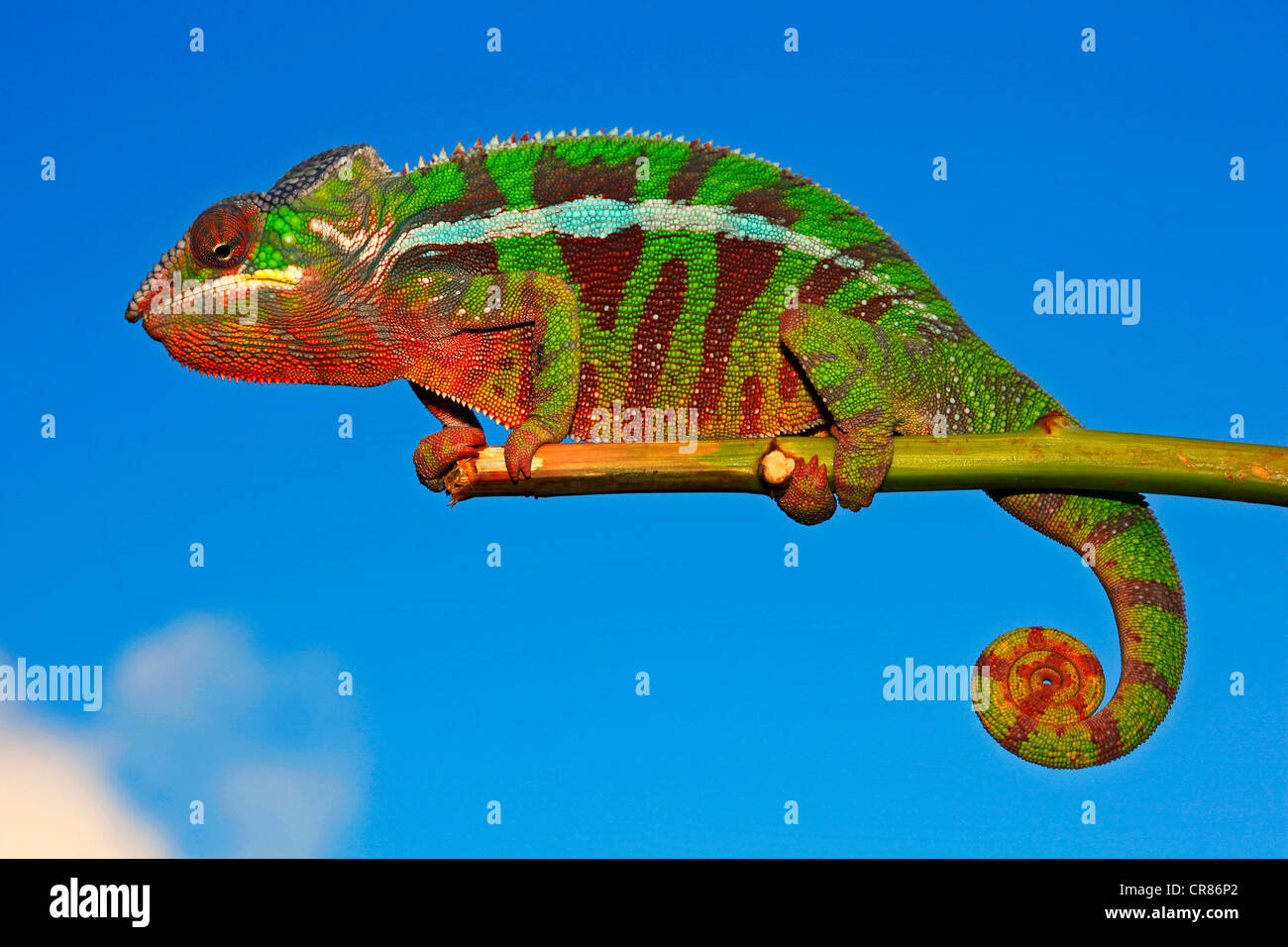 Panther Chameleon (Furcifer pardalis), Montagne d'Ambre colour variation, Madagascar, Africa, Indian Ocean Stock Photo