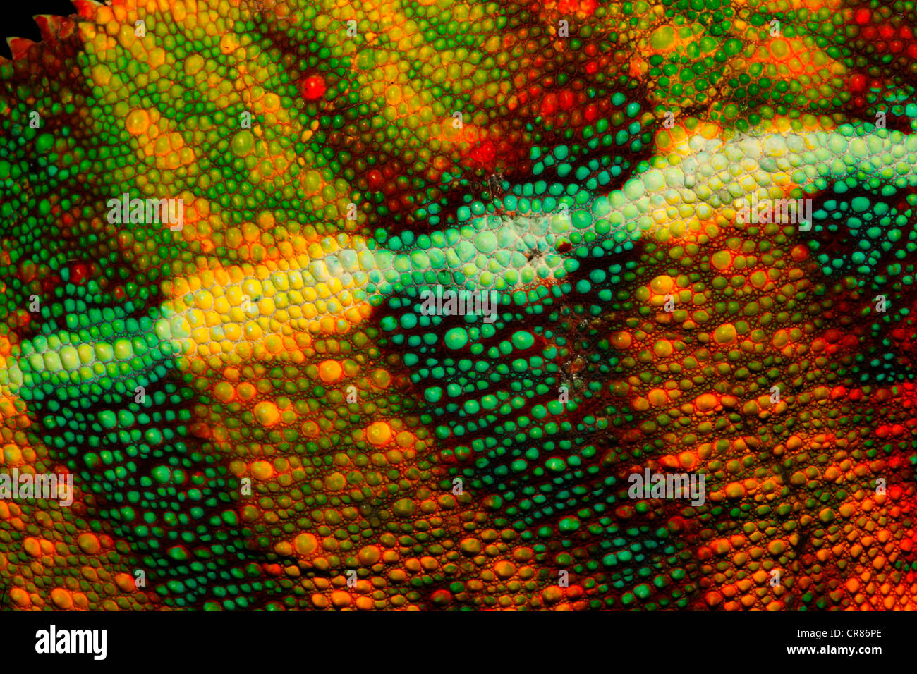 Chameleon skin, Panther Chameleon (Furcifer pardalis), Ambilobe region, Ambilobe-Ambilorama colour variation, Madagascar, Africa Stock Photo