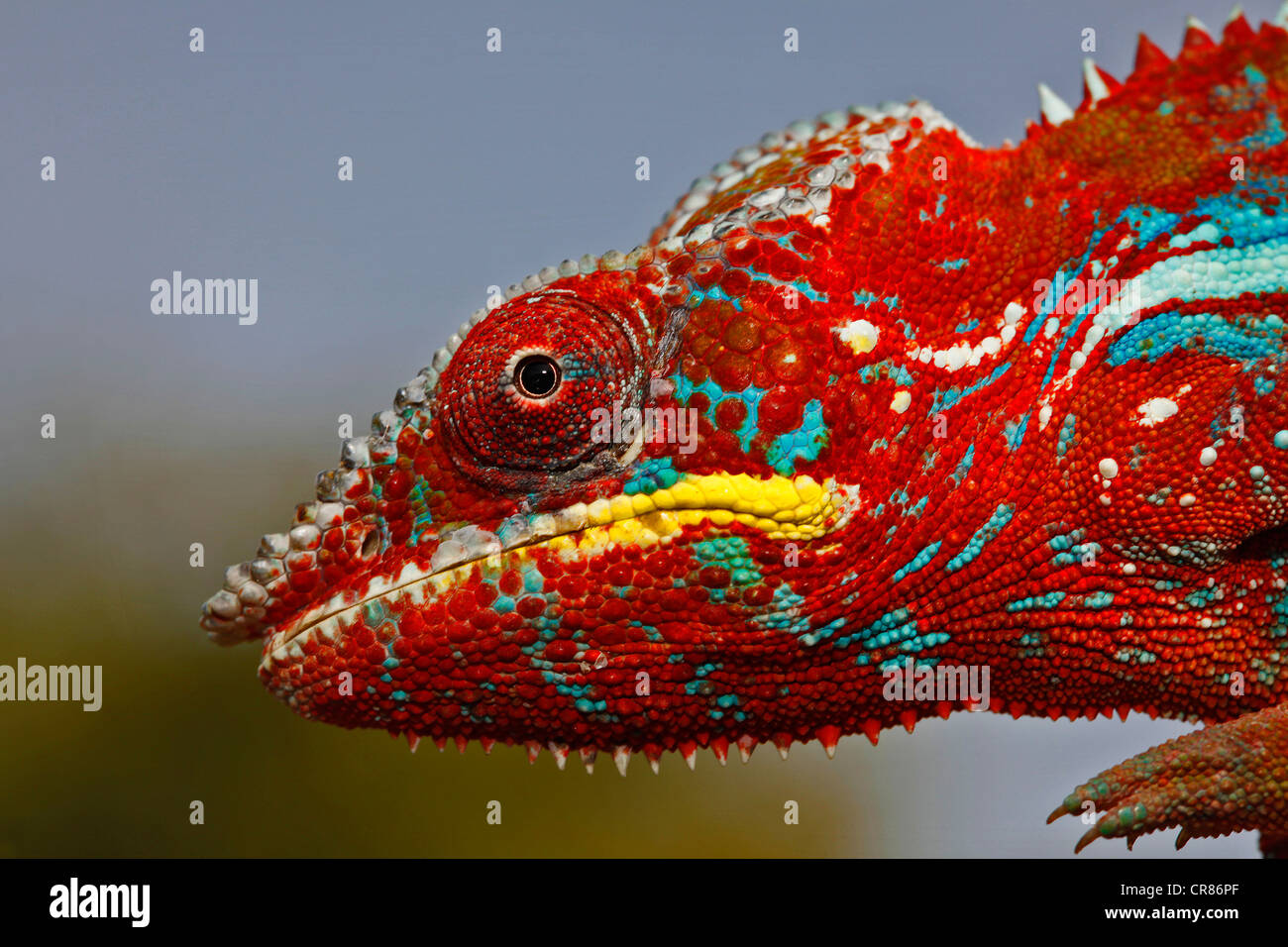 Panther Chameleon (Furcifer pardalis), Ambilobe-Ambilorama colour variation, portrait, Madagascar, Africa, Indian Ocean Stock Photo