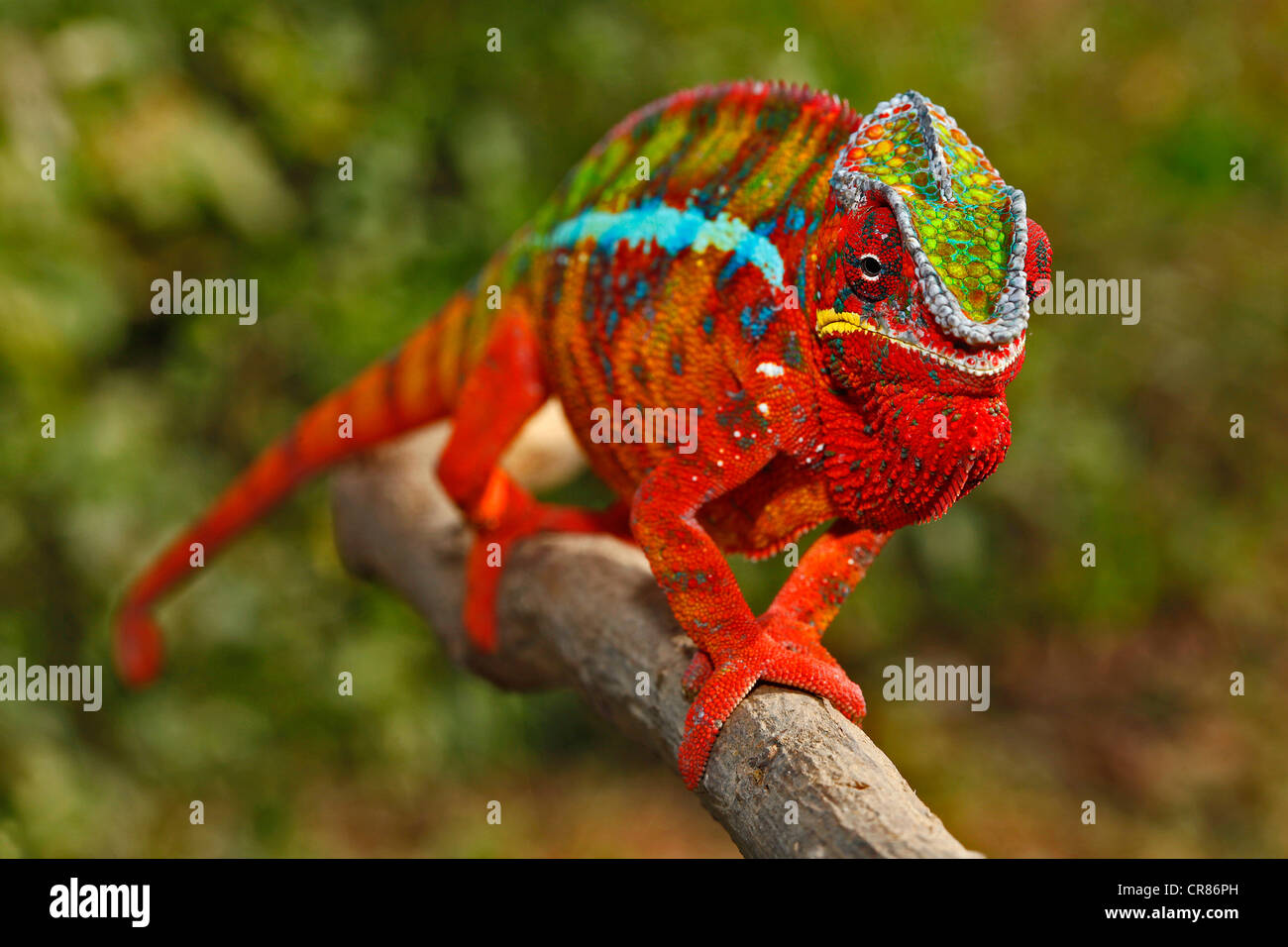 Panther Chameleon (Furcifer pardalis), Ambilobe-Ambilorama colour variation, Madagascar, Africa, Indian Ocean Stock Photo