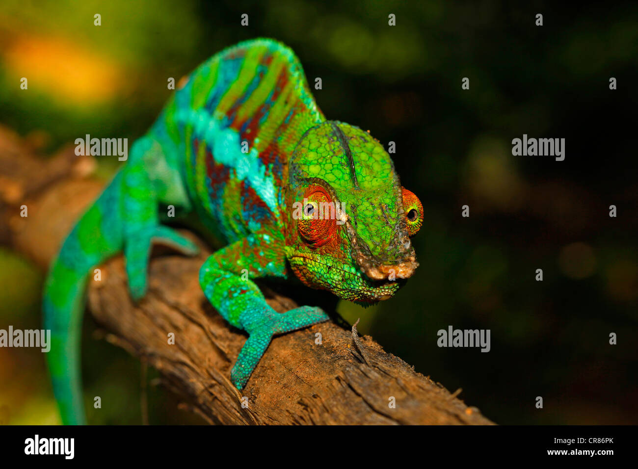 Panther Chameleon (Furcifer pardalis), Ankify colour variation, Madagascar, Africa, Indian Ocean Stock Photo