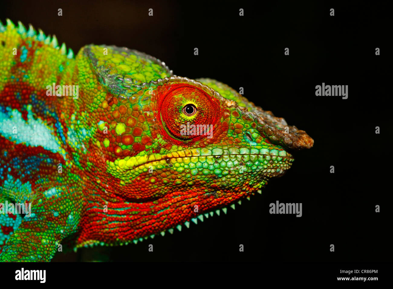 Panther Chameleon (Furcifer pardalis), Ankify colour variation, portrait, Madagascar, Africa, Indian Ocean Stock Photo