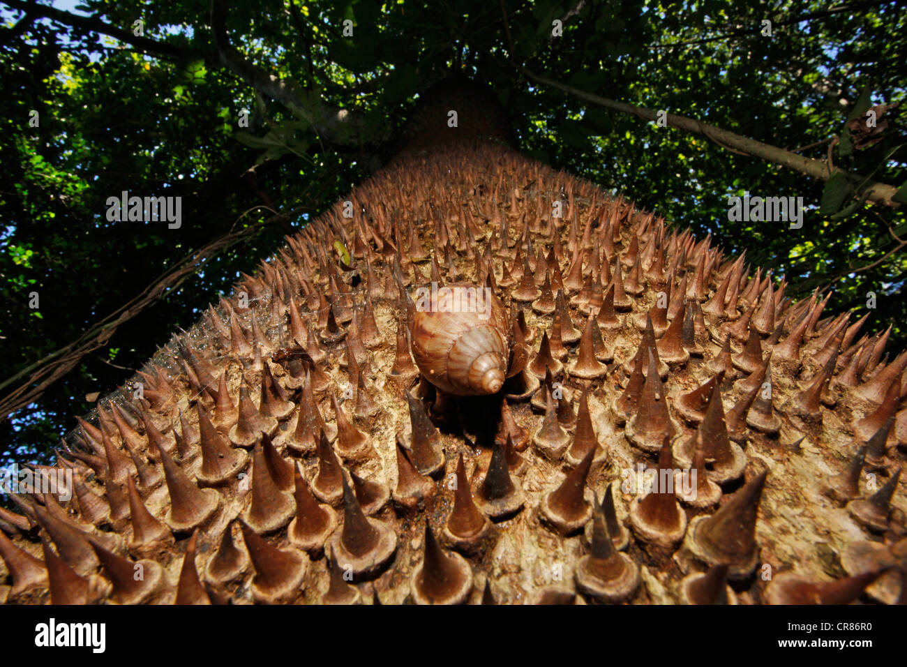 East African Land Snail or Giant African Land Snail (Achatina fulica) climbing Knob-Thorn Tree (Acacia nigrescens) Stock Photo