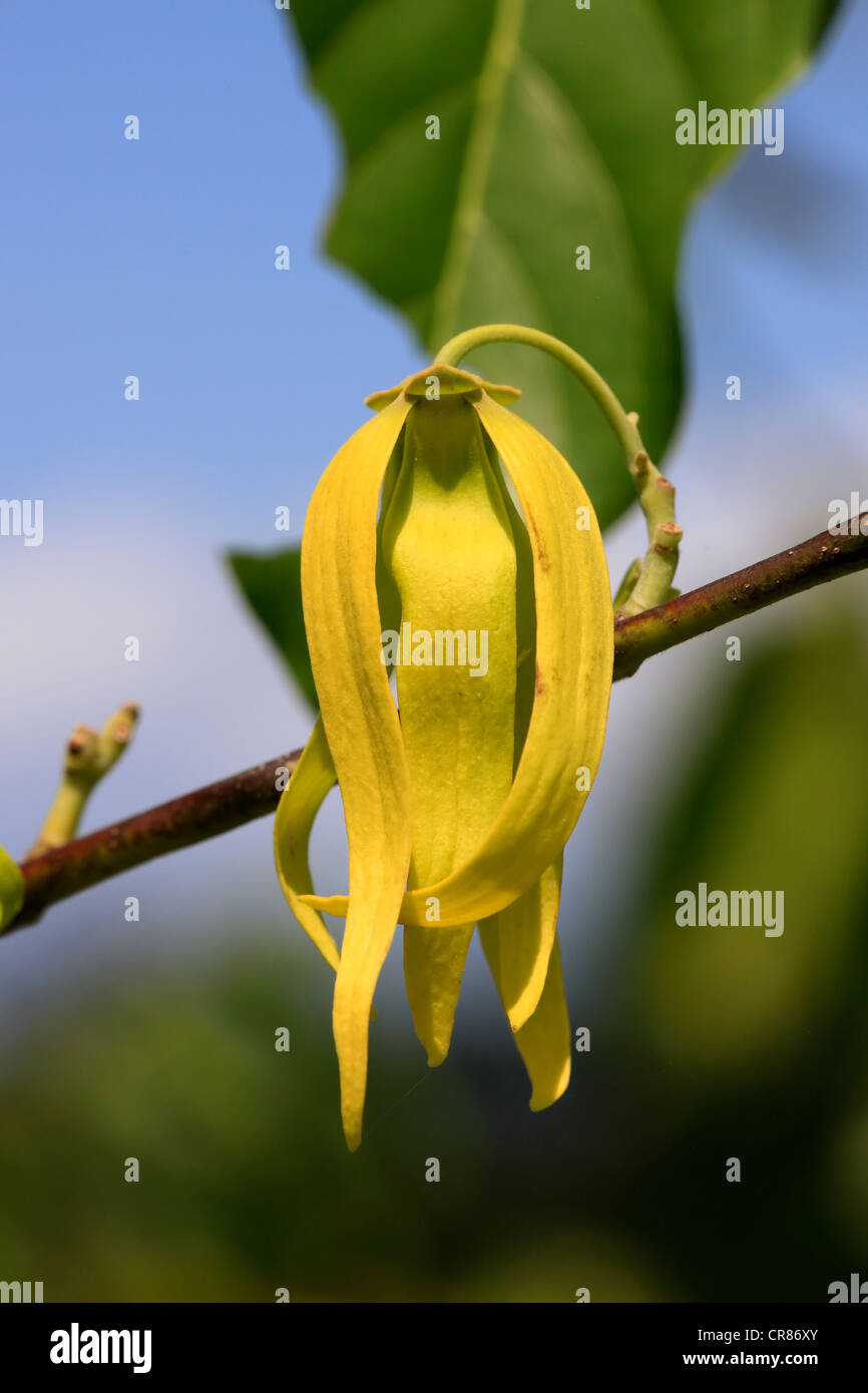 Ylang-ylang (Cananga odorata), flowering, Nosy Be, Madagascar, Africa Stock Photo