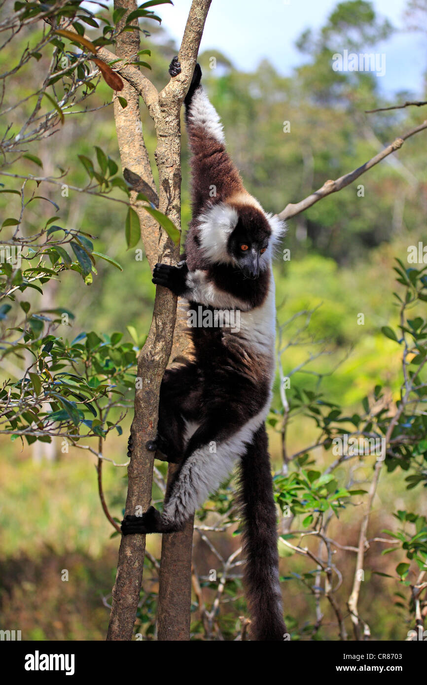 Black-and-white Ruffed Lemur (Varecia variegata), adult in a tree, Madagascar, Africa Stock Photo
