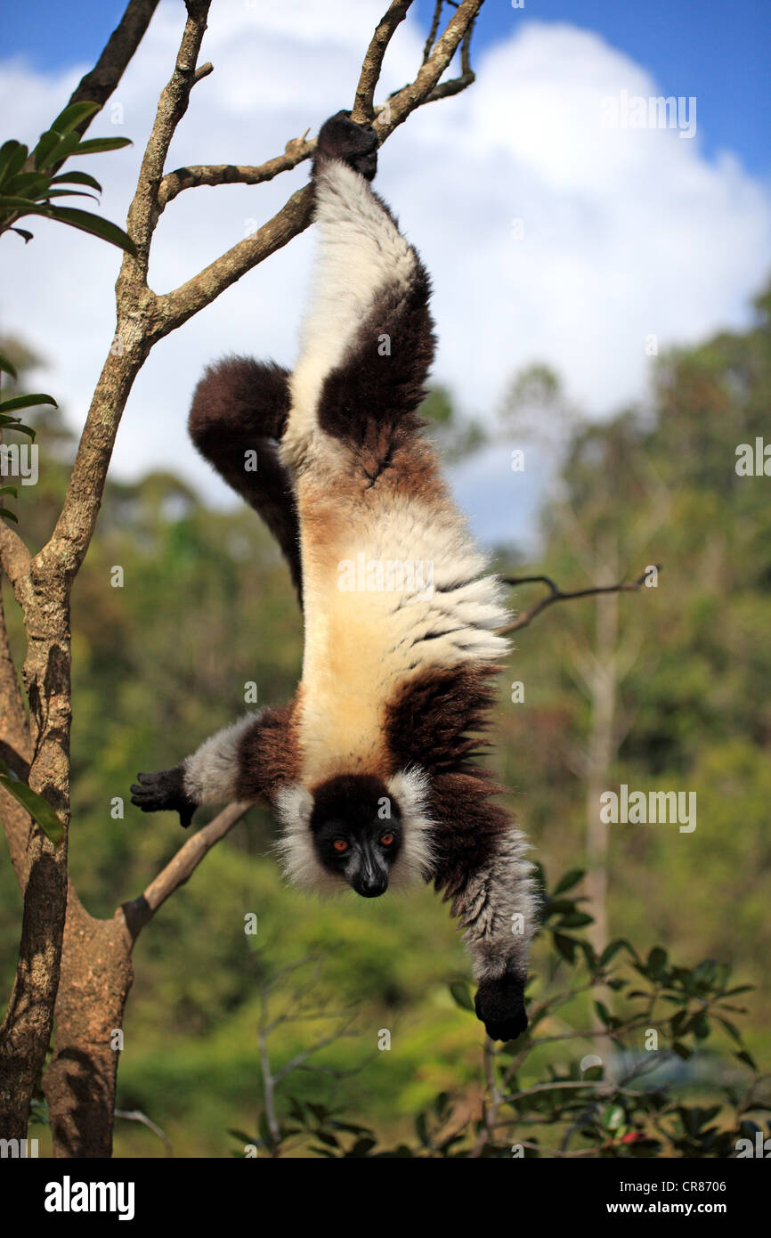 Black-and-white Ruffed Lemur (Varecia variegata), adult in a tree, foraging, Madagascar, Africa Stock Photo