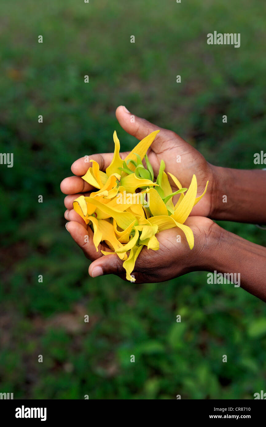 Hands holding flowers of Ylang-ylang (Cananga odorata), Nosy Be, Madagascar, Africa Stock Photo