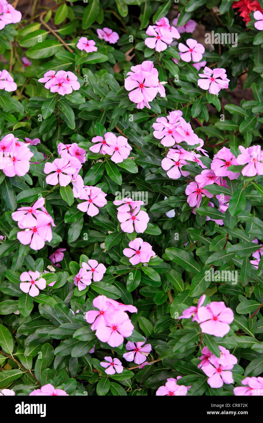 Madagascar Periwinkle (Catharanthus roseus), flowering ...