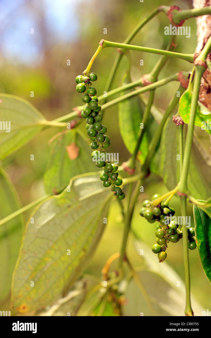 Black Pepper Plant (Piper nigrum), fruit, Nosy Be, Madagascar, Africa Stock Photo